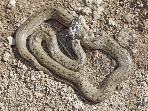 Iberian False Smooth Snake, Córdoba, ES-AN, ES, photo 9 of 10