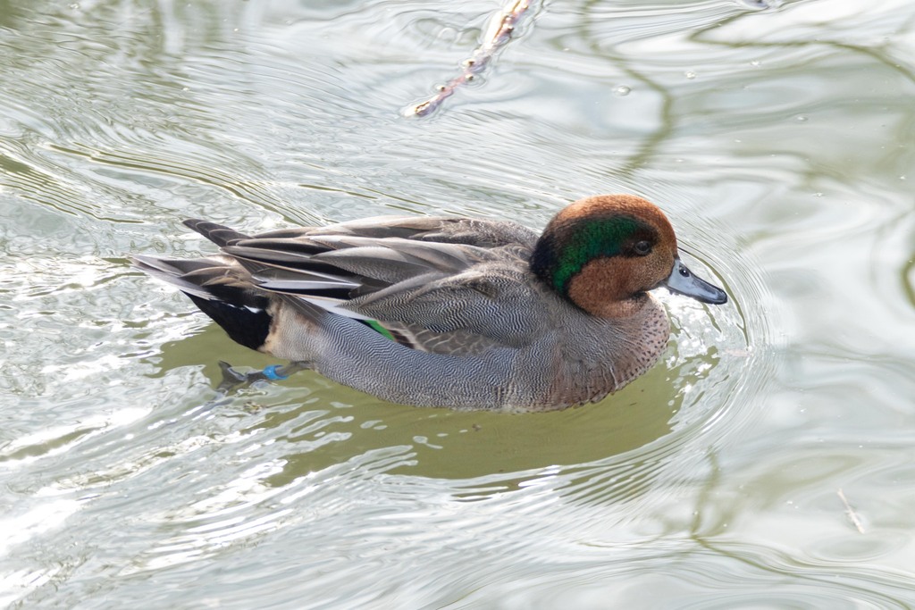 Eurasian Wigeon × Green-winged Teal