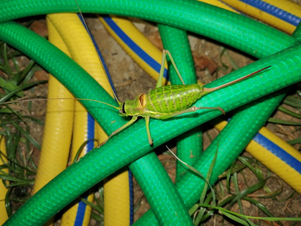 Ephippiger zelleri