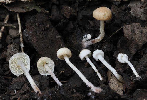 iNaturalist observation photo of Cystolepiota sp. 'CA02'