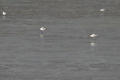 Recurvirostra avosetta