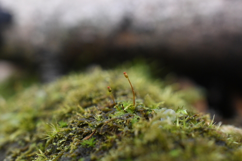 Fissidens exilis observed 2025-02-16