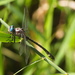 Olive Clubtail - Photo (c) J. Maughn, some rights reserved (CC BY-NC), uploaded by J. Maughn
