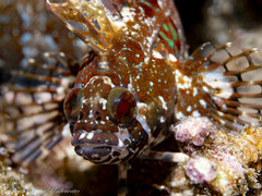 Rippled Klipfish photo 1