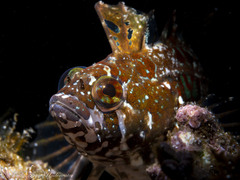 Rippled Klipfish photo 2