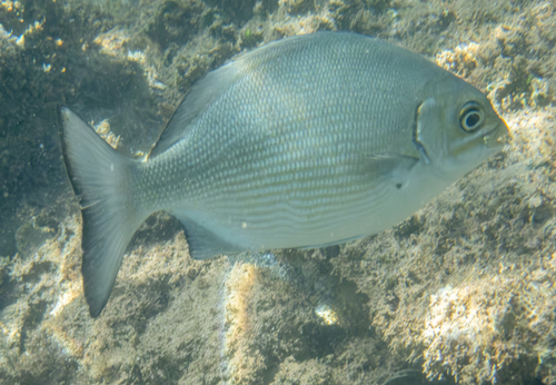 Kyphosus sandwicensis, 2025-02-08
