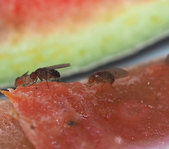 Drosophila phalerata