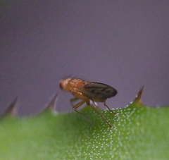 Opomyza florum