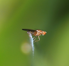 Opomyza florum