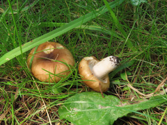 Russula farinipes