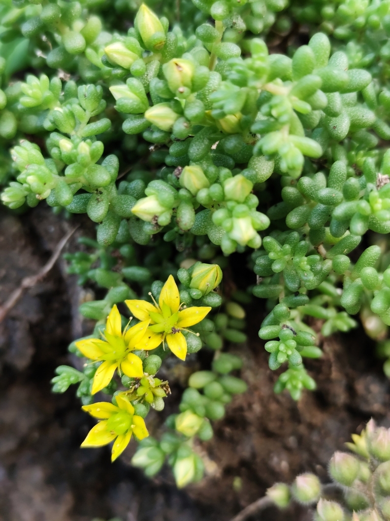 Sedum brissemoretii