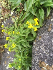 Solidago spithamaea