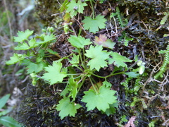 Saxifraga maderensis, photograph (c) fmunoz, some rights reserved (CC BY)
