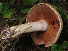 Cortinarius emollitus