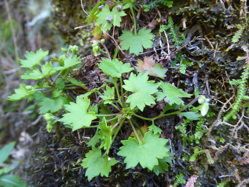Saxifraga maderensis, photograph 5