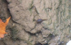 Lithobates berlandieri