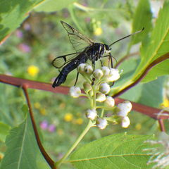 Synanthedon