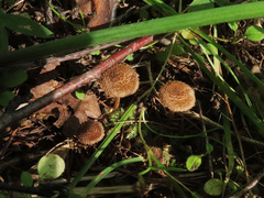 Inocybe squarrosa