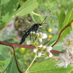 Synanthedon