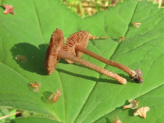 Inocybe squarrosa