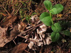 Thelephora penicillata