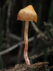 Galerina subbadipes