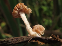 Candolleomyces typhae