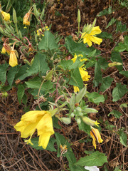 Oenothera elata hirsutissima