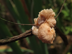 Candolleomyces typhae