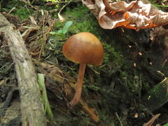 Galerina subbadipes