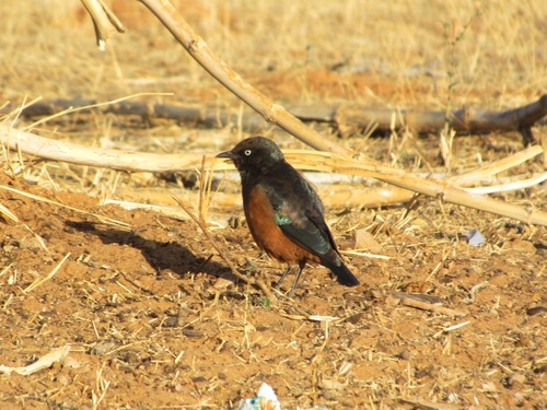 Chestnut-bellied Starling