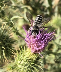 Megachile albisecta