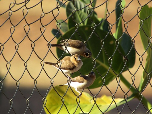 African Silverbill