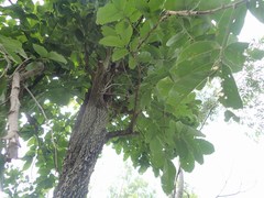 Averrhoa carambola