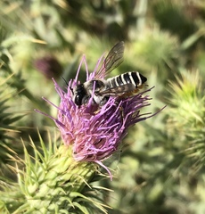 Megachile albisecta