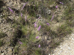 Liatris punctata mucronata