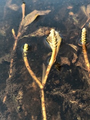 Potamogeton illinoensis