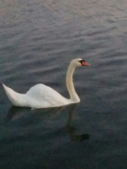 Cygnus olor