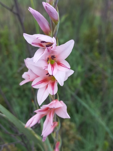 Serpentine Gladiolus (Gladiolus serpenticola)
