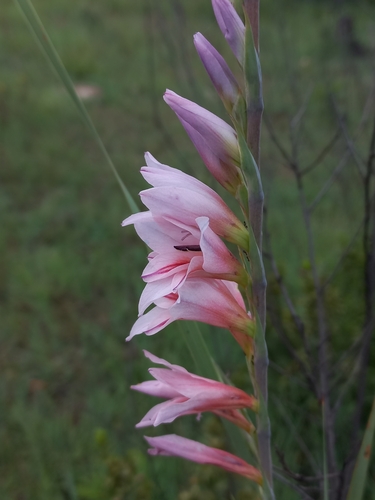 Image of Gladiolus serpenticola by (c) Brian du Preez, some rights reserved (CC BY-SA)