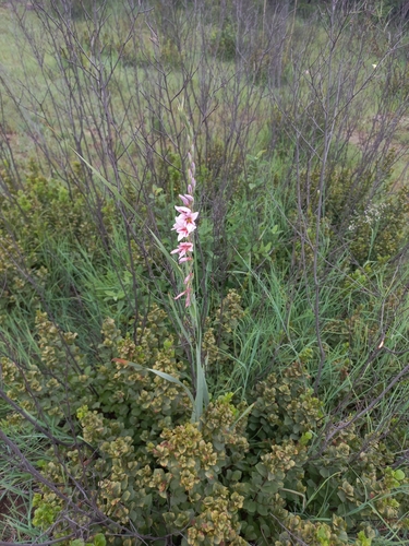 Image of Gladiolus serpenticola by (c) Brian du Preez, some rights reserved (CC BY-SA)
