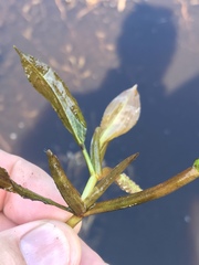 Potamogeton illinoensis