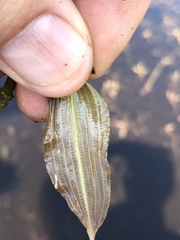 Potamogeton illinoensis