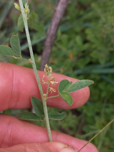 Indigofera subulata observed 2025-02-09