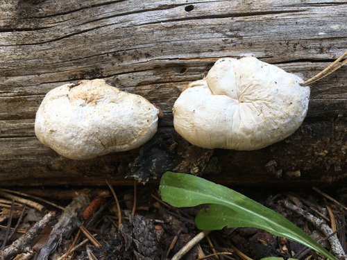 Tyromyces leucospongia image
