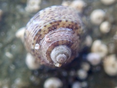 Coelotrochus oppressus