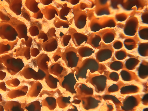 Pycnoporellus alboluteus