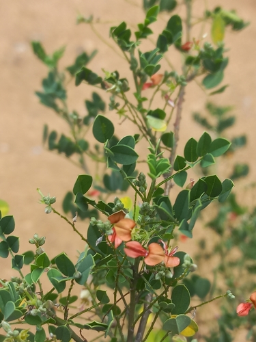 Squarepod Indigo (Indigofera lupatana)