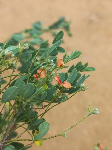 Image of Indigofera lupatana by (c) Brian du Preez, some rights reserved (CC BY-SA)