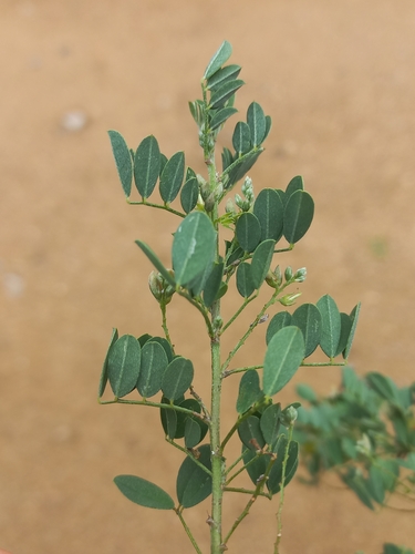 Image of Indigofera lupatana by (c) Brian du Preez, some rights reserved (CC BY-SA)